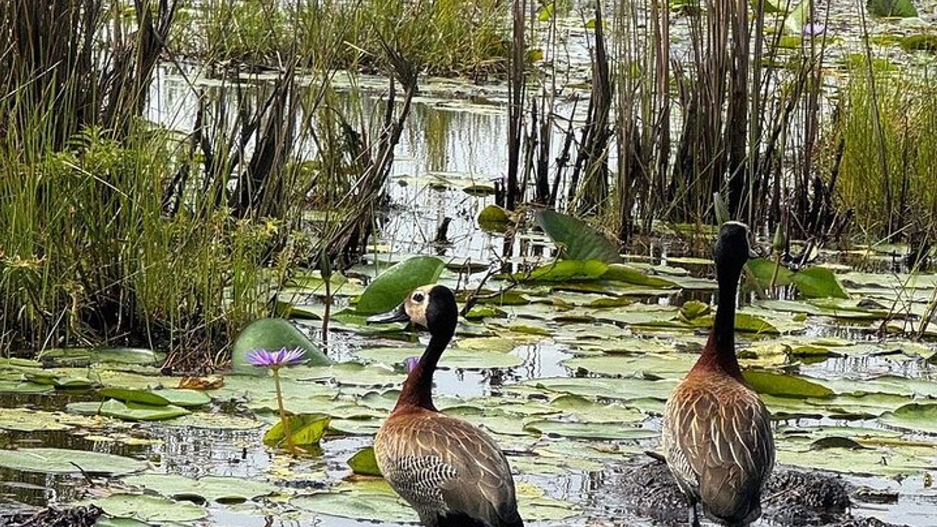 ติดตามบิลรองเท้าครึ่งวันที่ Mabamba Swamps
