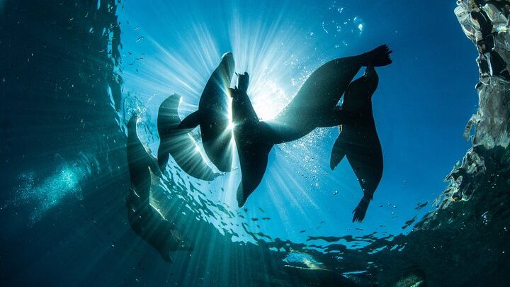 Espiritu Santo Island Snorkel and Sea Lion Group Adventure