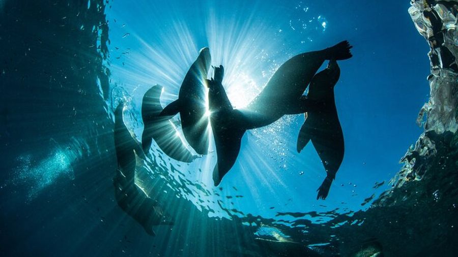 Espiritu Santo Island Snorkel and Sea Lion Group Adventure