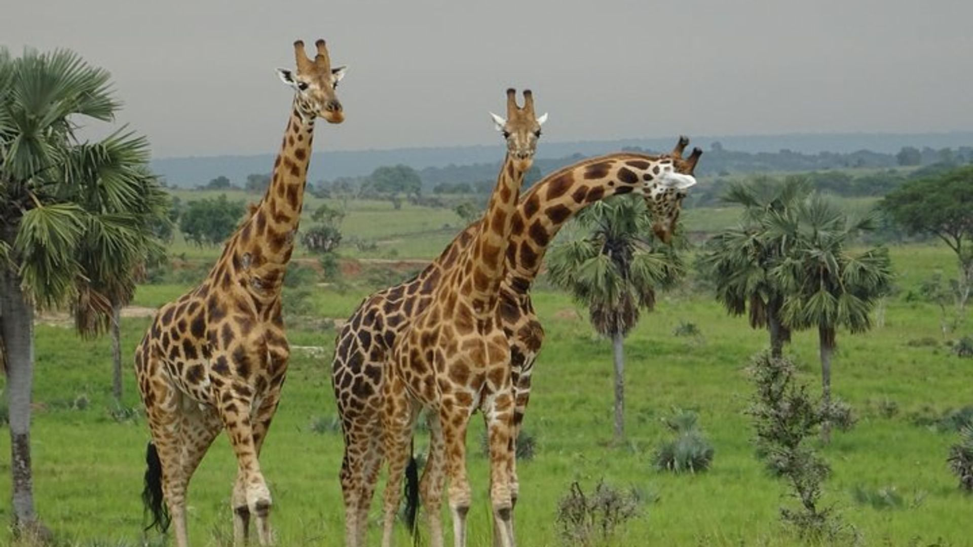 Three Days Murchison Falls National Park Tour in Uganda