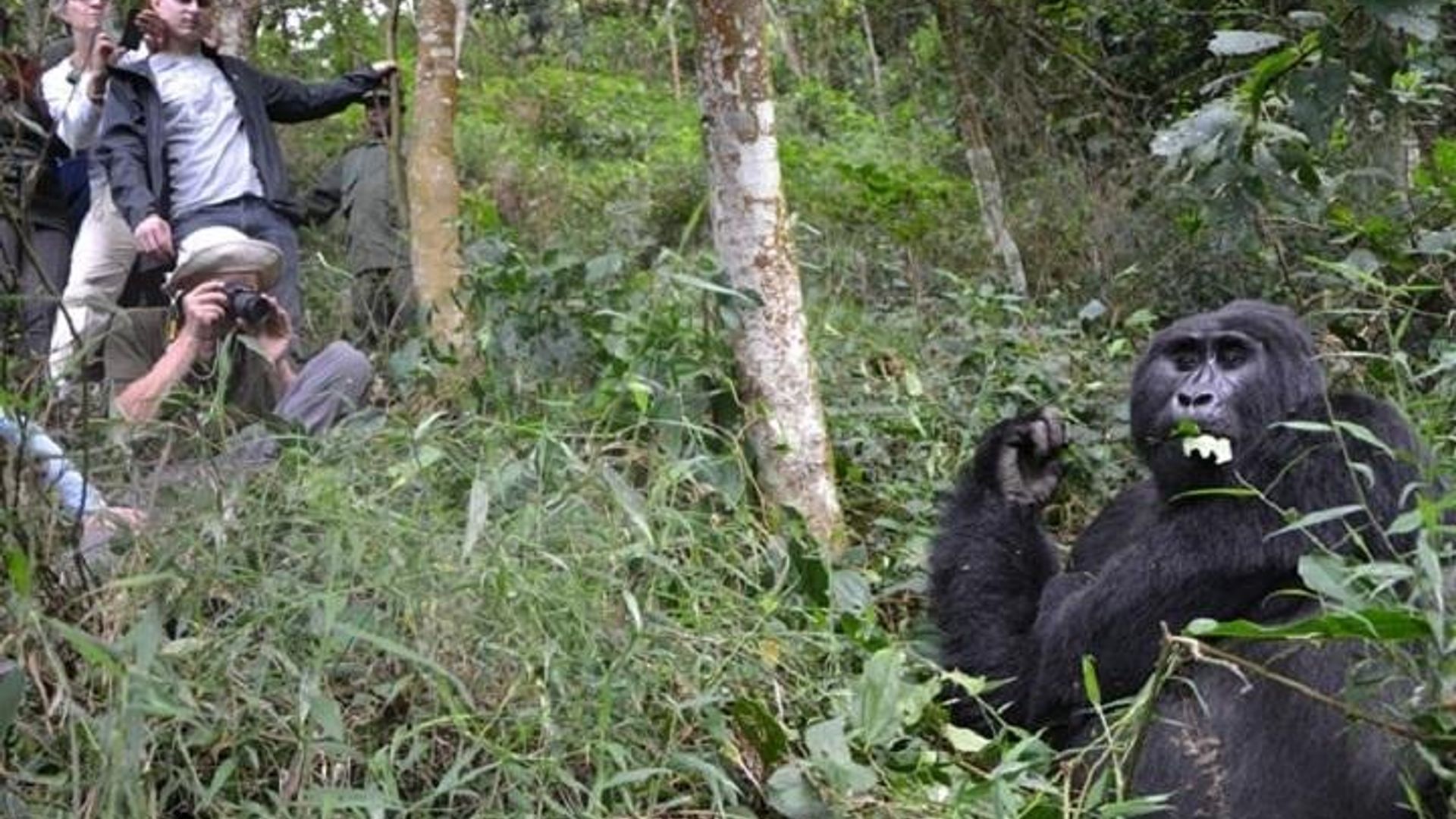 4-day Gorilla Experience in Uganda