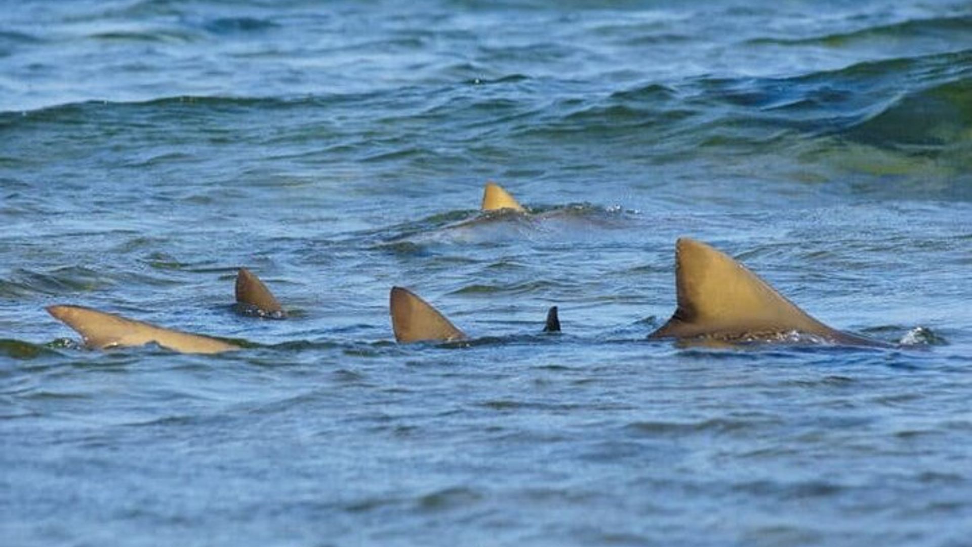 Excursion d'une journée - Mine de sel, Blue Eye, Shark Watch et Kite Beach