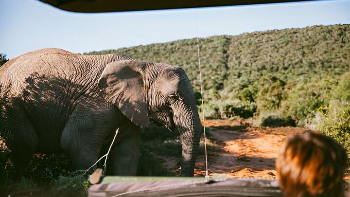 Full Day Pilanesberg Safari with Lunch and Guided Game Drives