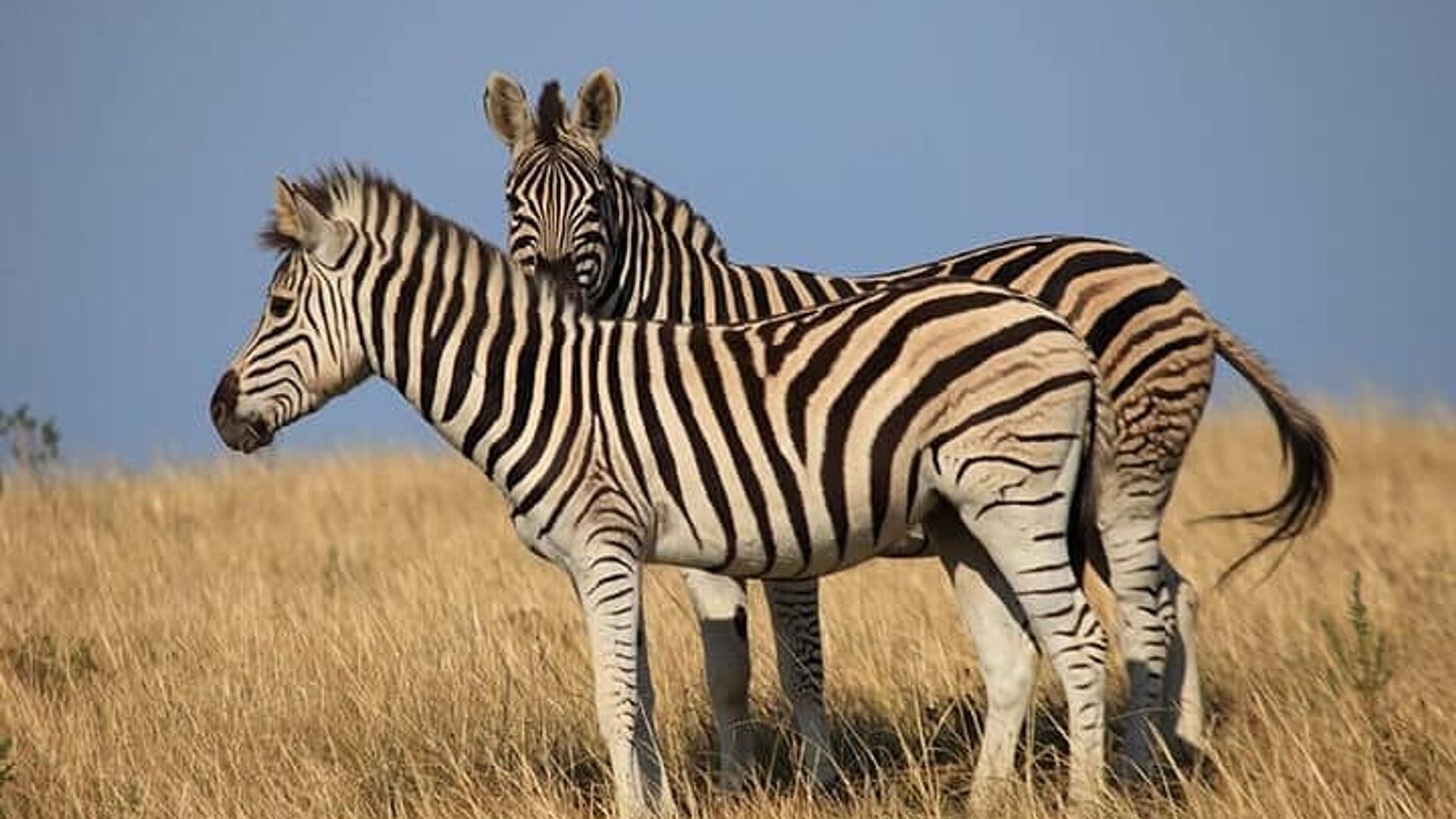 3 Days 2 Nights Garden Route Private Tour from Cape Town
