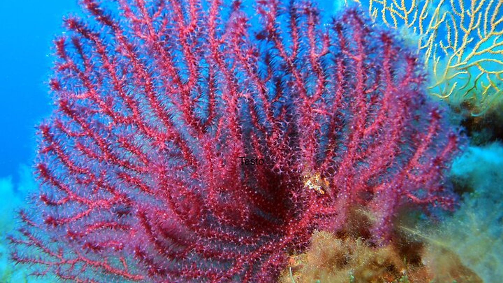 Underwater adventure with sea baptism on the Island of Elba