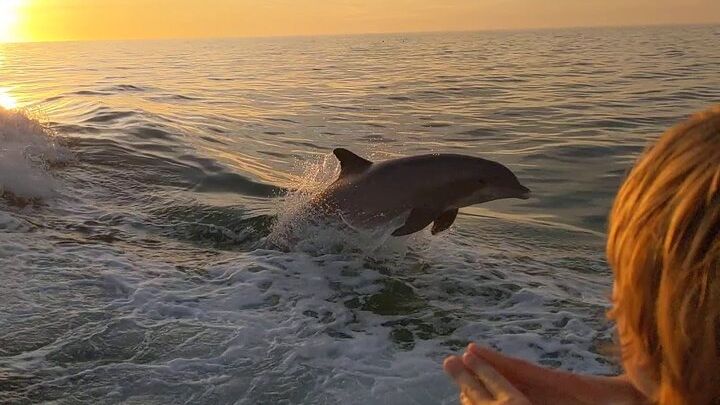 Panama City Private Dolphin and Sightseeing Tour Around Shell Island