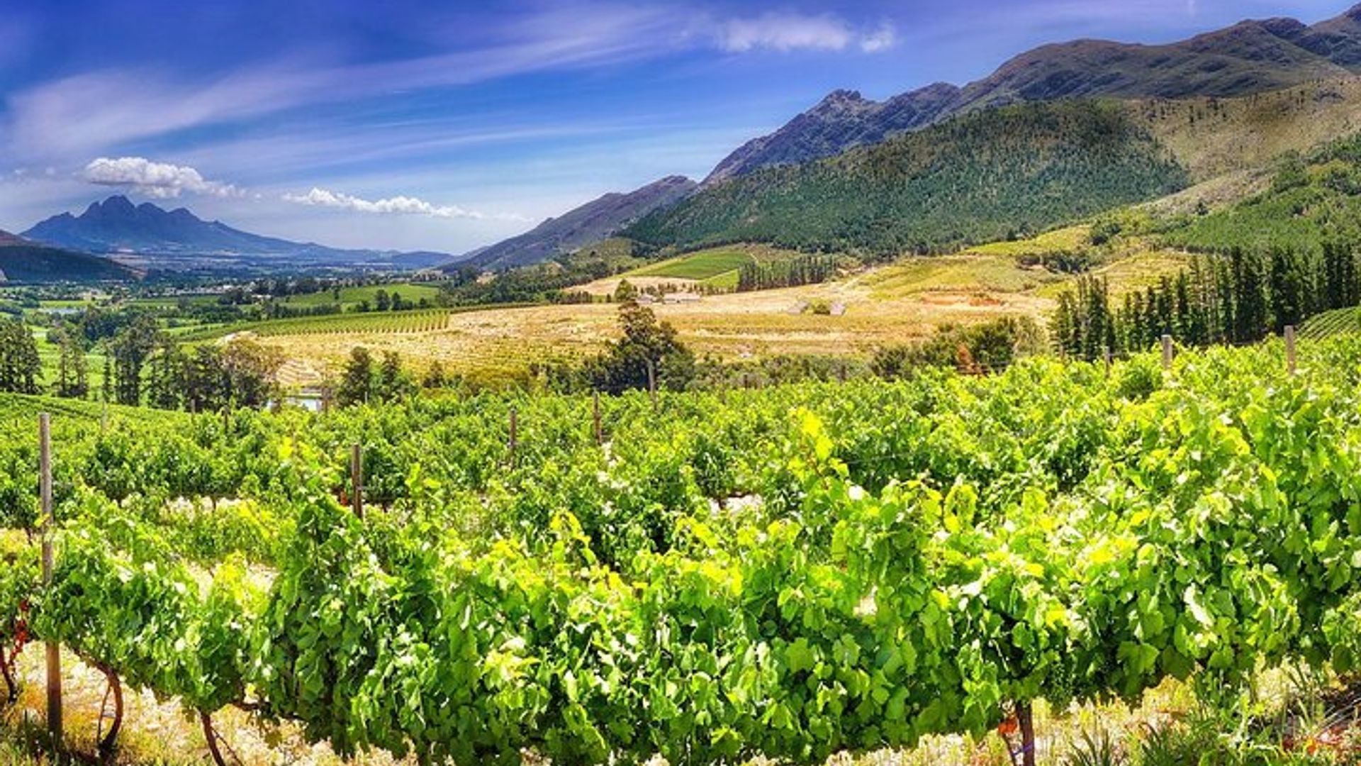 Stellenbosch Half-Day Small-Group Wine Tour