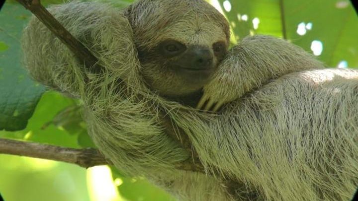 La Fortuna Sloths, Coffee, and Chocolate Experience