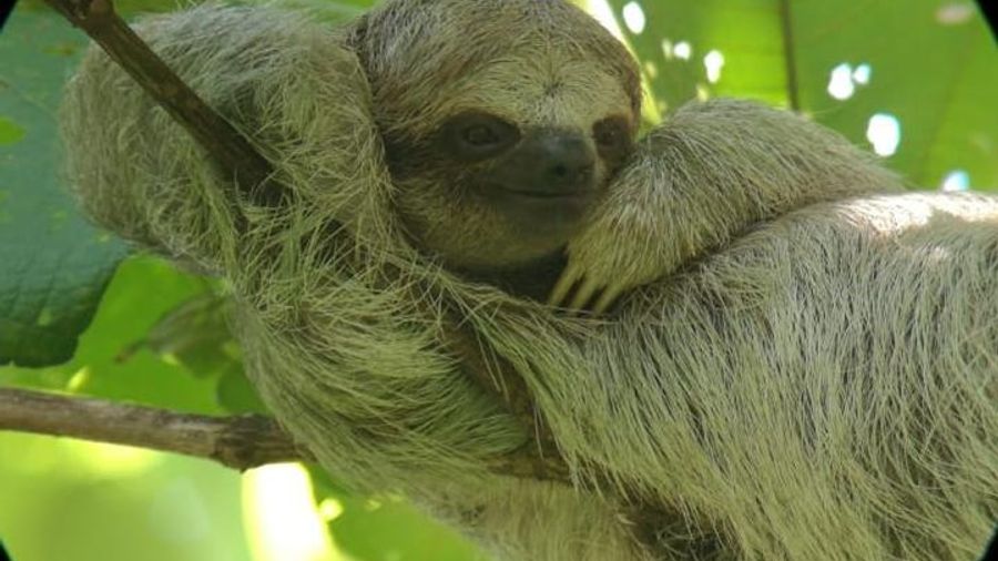 La Fortuna Sloths, Coffee, and Chocolate Experience