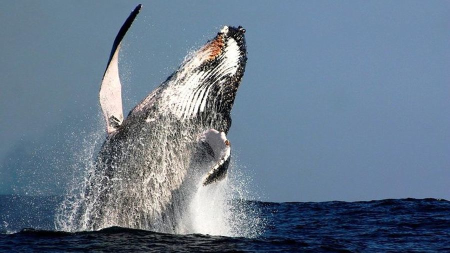 Sydney Harbour: Narrated Whale-Watching Cruise Including Meal