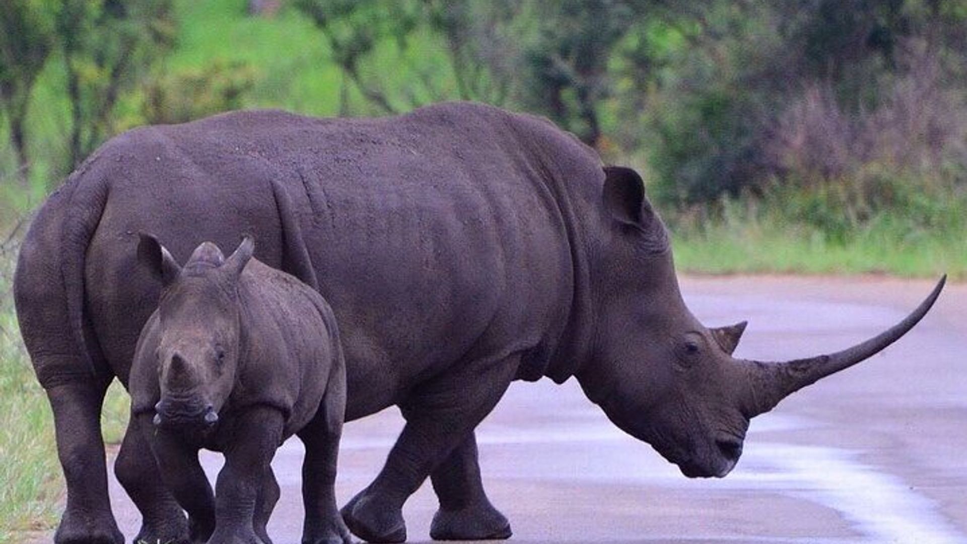 4 Tage Maun und Chobe Nationalpark All inklusive