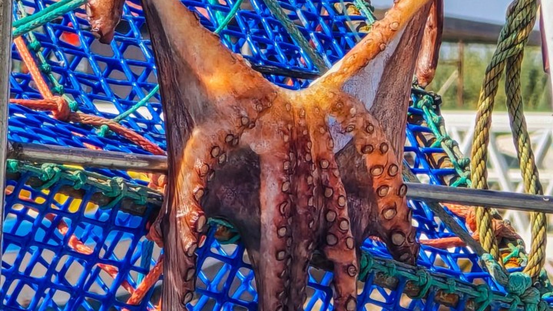 Tavira Roots: Salzpfannen, Oktopus, Thunfisch, Heritage-Weine & Tapas