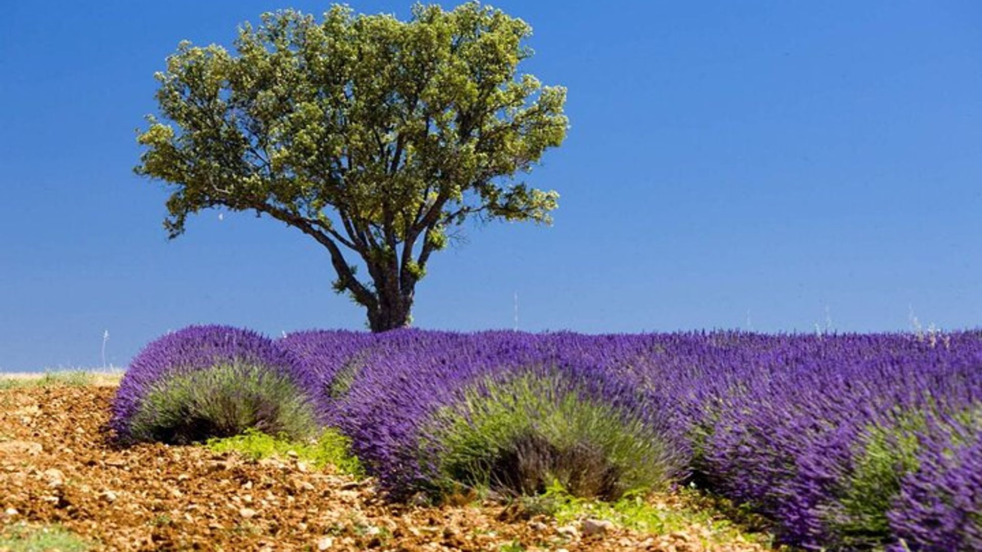 Visite privée d'une journée à Lavande et en Provence avec prise en charge