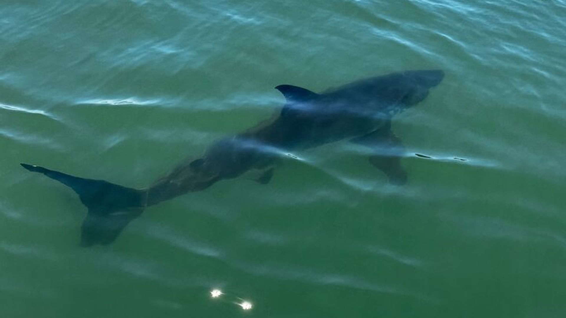 Les Grands Requins Blancs Topside à Monterey Bay