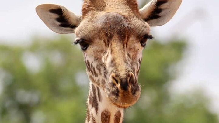 2 Days Tsavo East National Park Tour From Mombasa/Diani (1 Night)