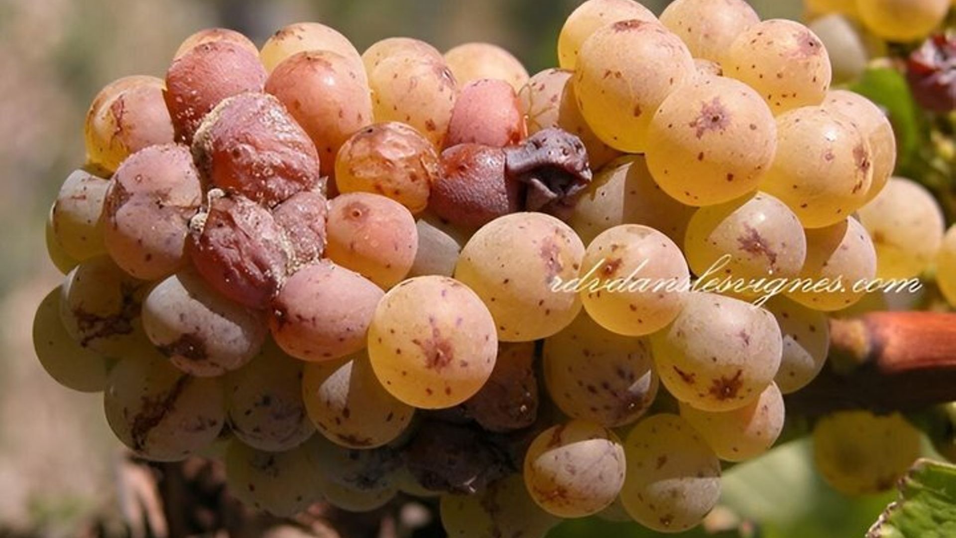 Vallée de la Loire, excursion dans le vignoble de Vouvray et les domaines viticoles avec dégustation