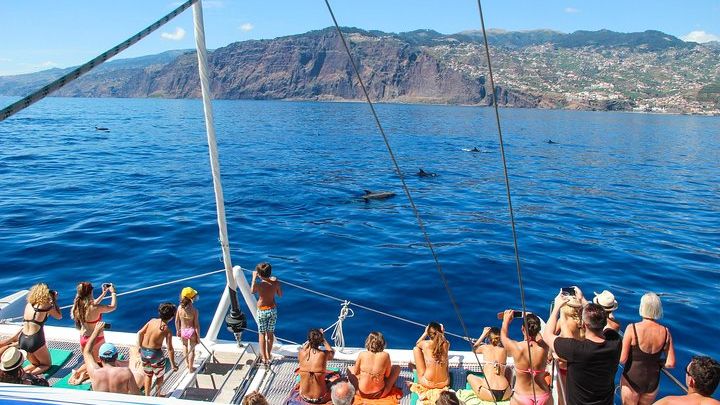 Funchal Dolphin- and Whale-Watching Half-Day Catamaran Cruise