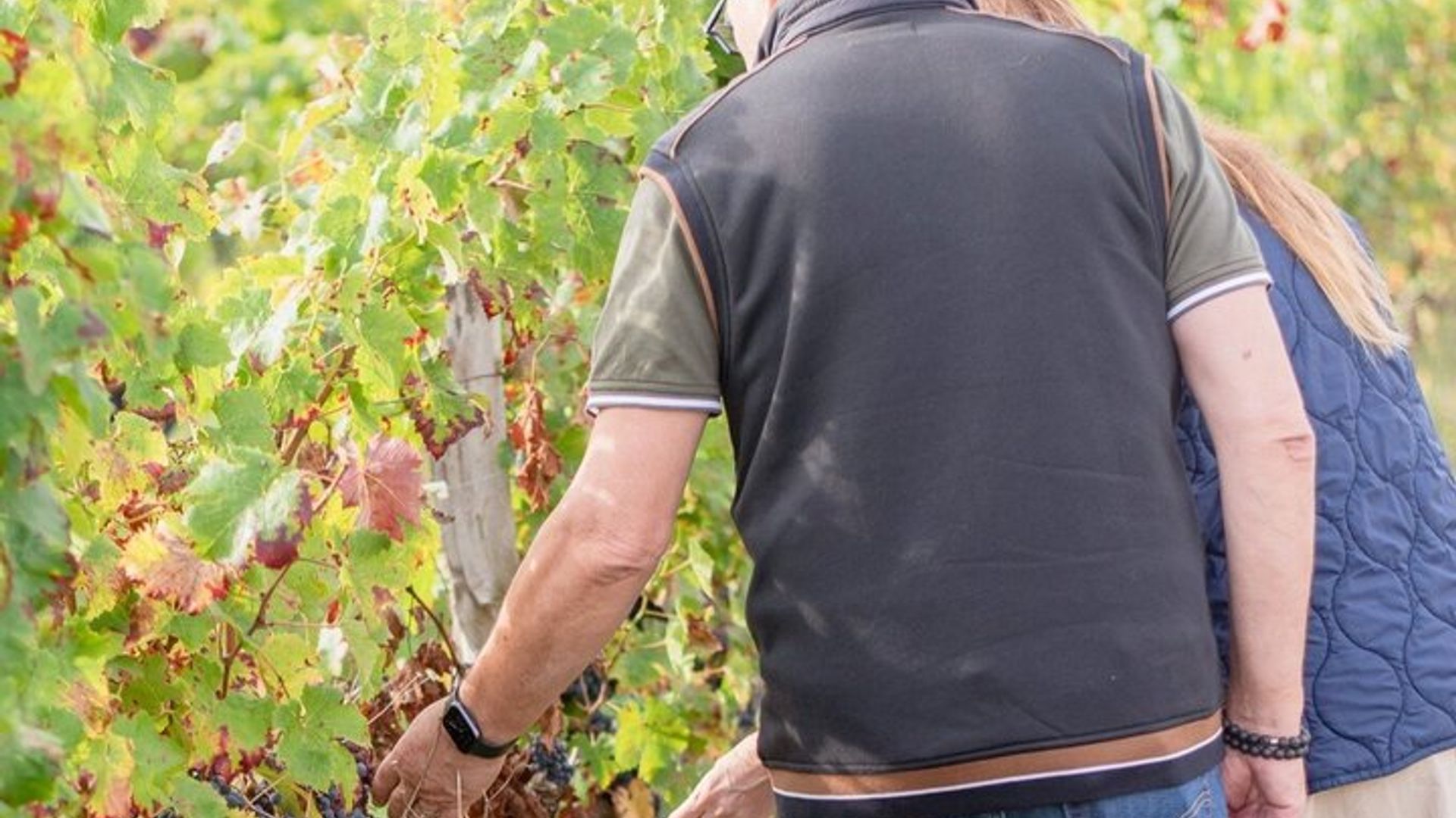 De la vid al vino en Domaine Beaumont Distré-Saumur