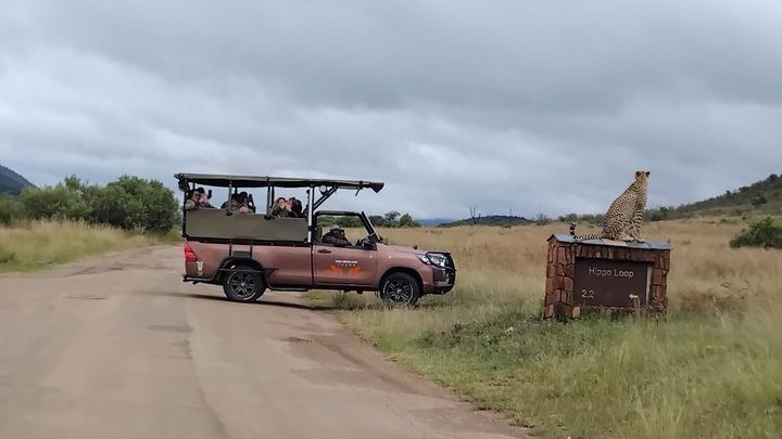 Full Day Pilanesberg Safari Adventure