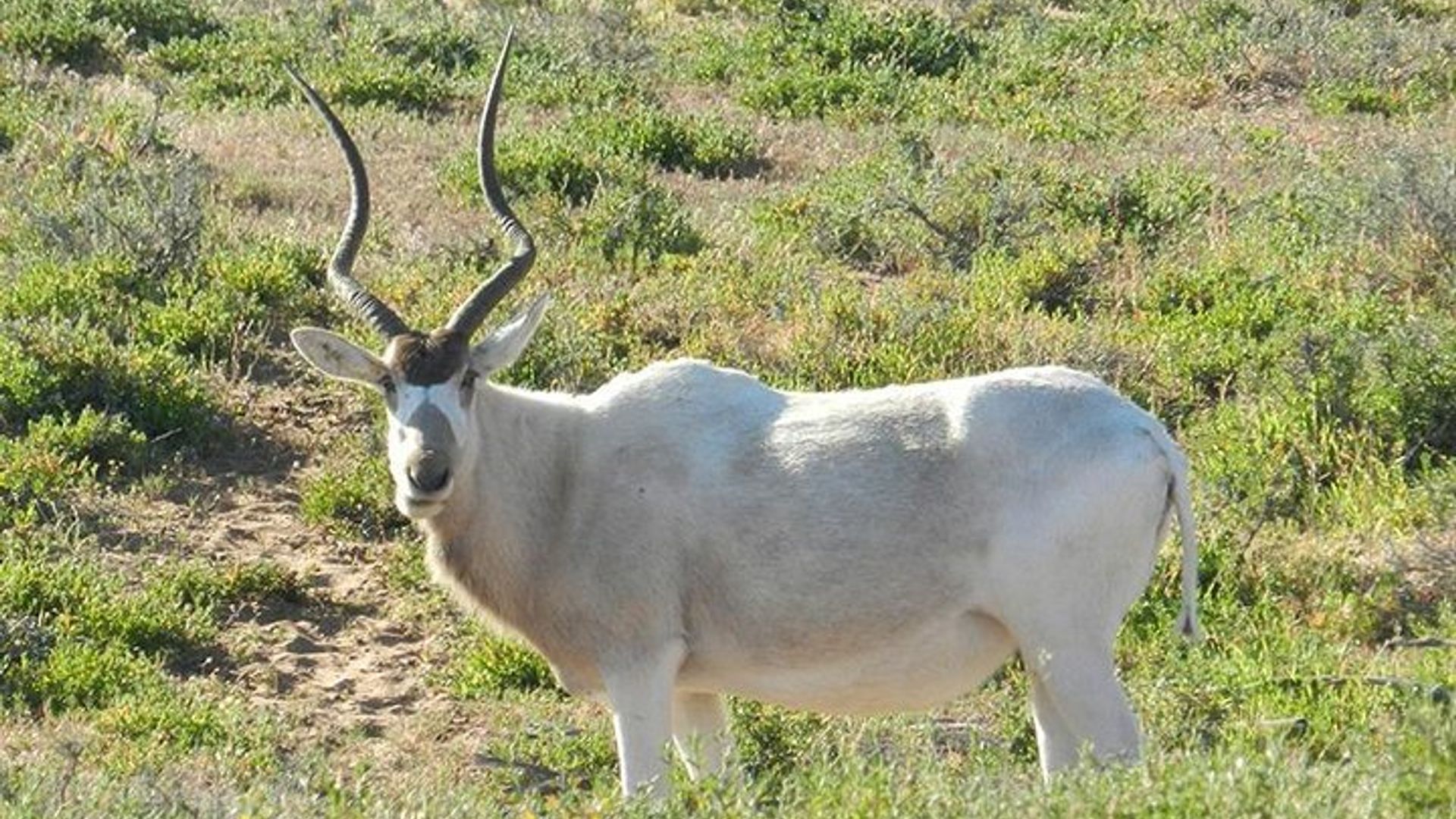 Descubrimiento privado - Souss Massa 4x4 Wildlife Park