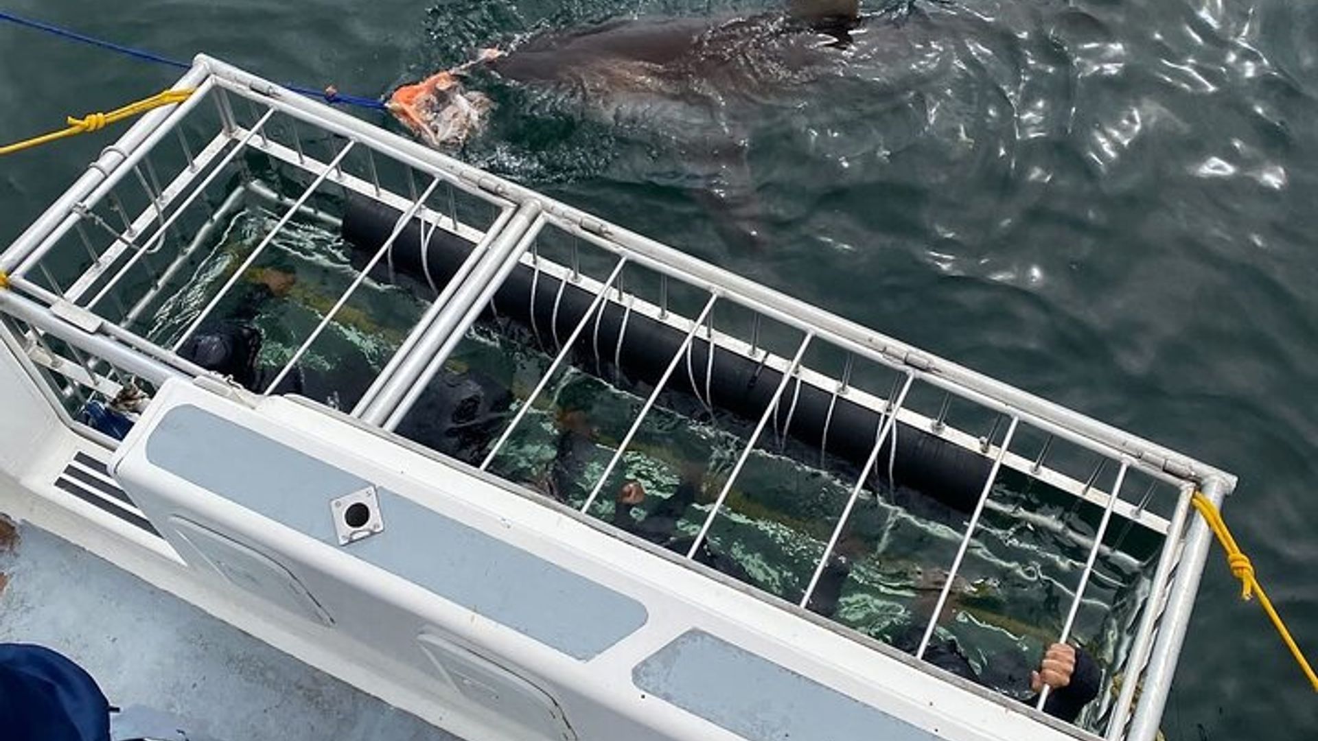 Shark Cage Diving Adventure CAPE TOWN (Mittagessen & Transport inbegriffen)