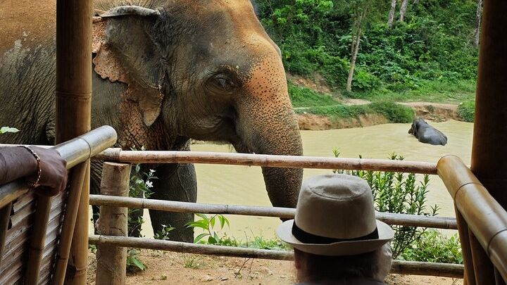 A beautiful afternoon with our elephants