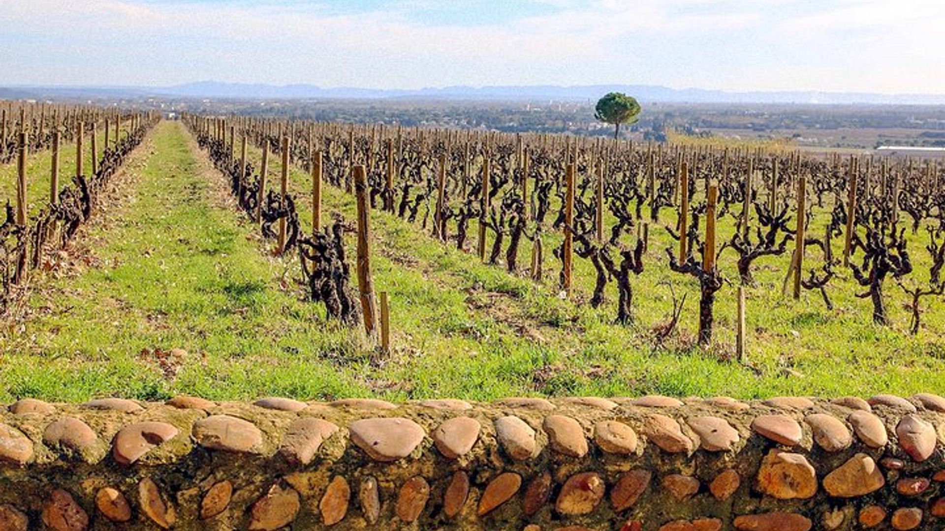 Experiencia intensiva de viñedos y vinos finos en Châteauneuf Du Pape