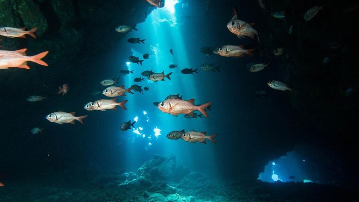 Two Tank Lanai Certified Diving Adventure from Lahaina