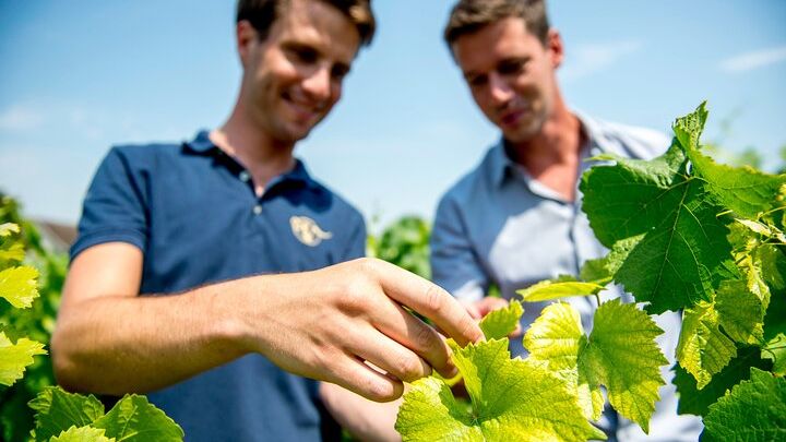 Champagne: Private Tour With Lunch and Tastings
