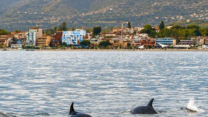 2.5 Hours Sunset Boat Tour in Search of Dolphins