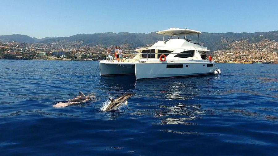 Dolphin and whale watching in Funchal with luxury catamaran all inclusive