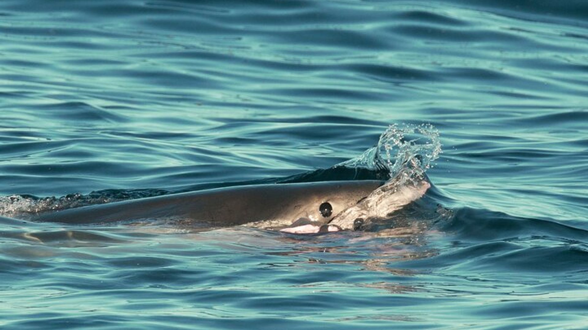 Top-bewertete Aktivitäten in Monterey Bay