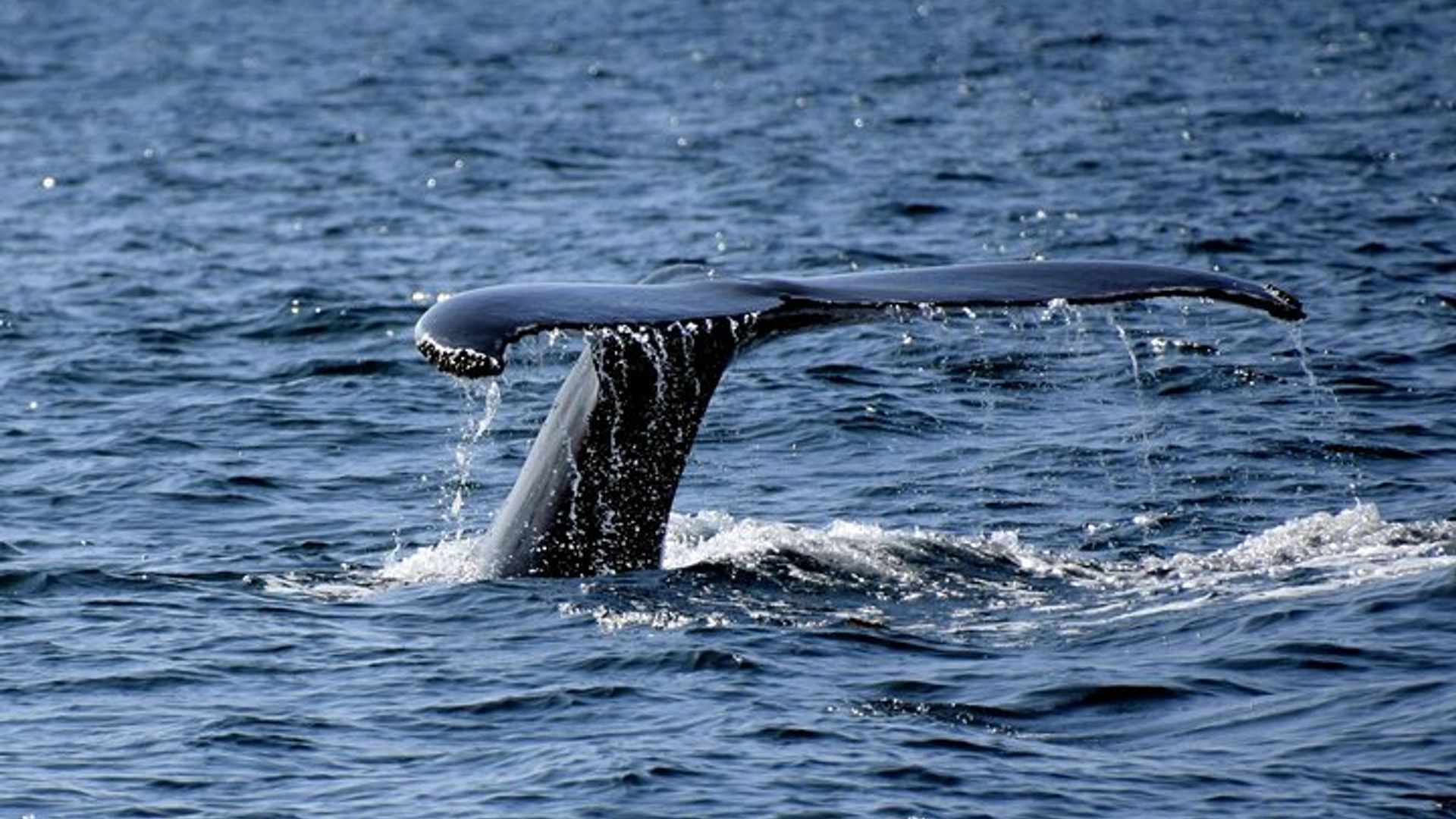 Activité privée d'observation guidée des baleines au Cap