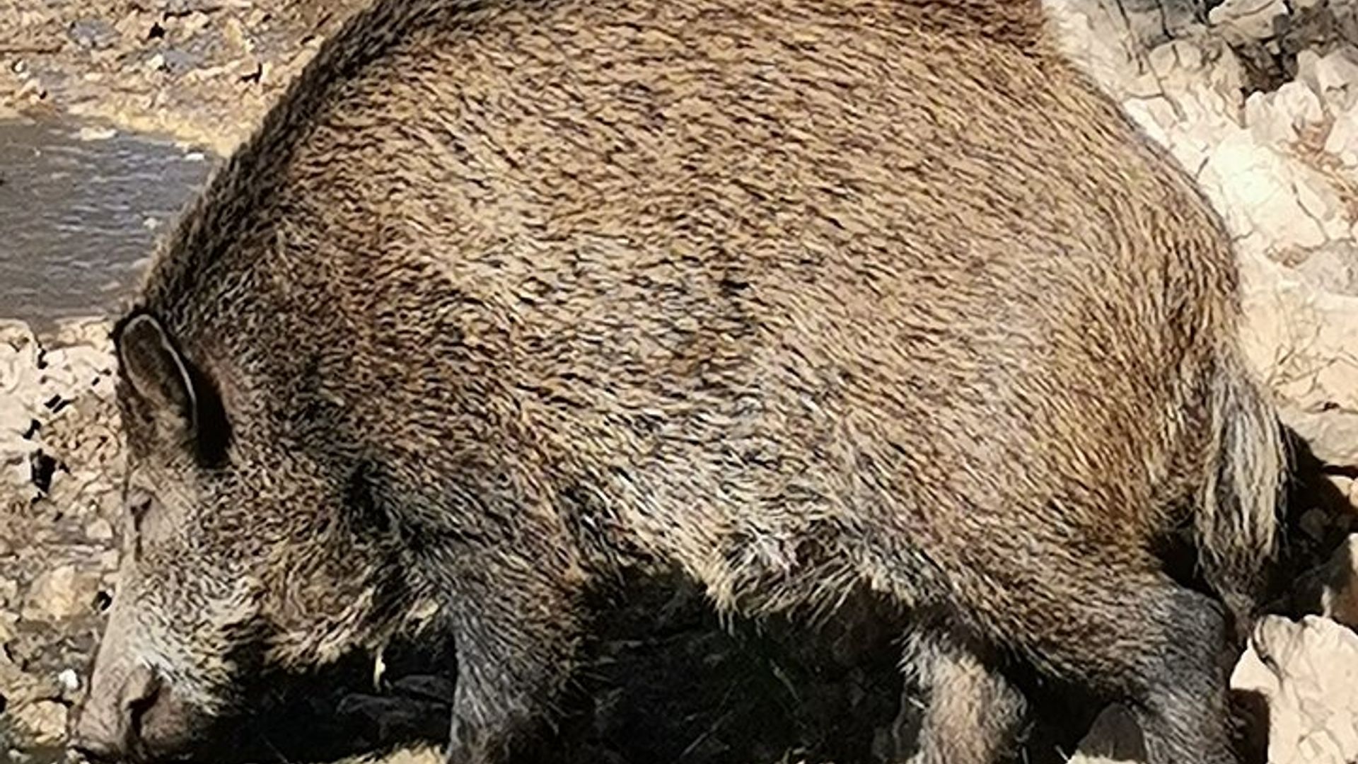Escursione a piedi nel Parco Nazionale delle Calanques da Marsiglia