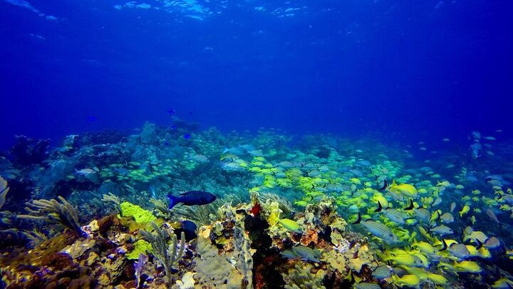 Isla Mujeres Diving for Absolute Beginners (Discover Scuba)