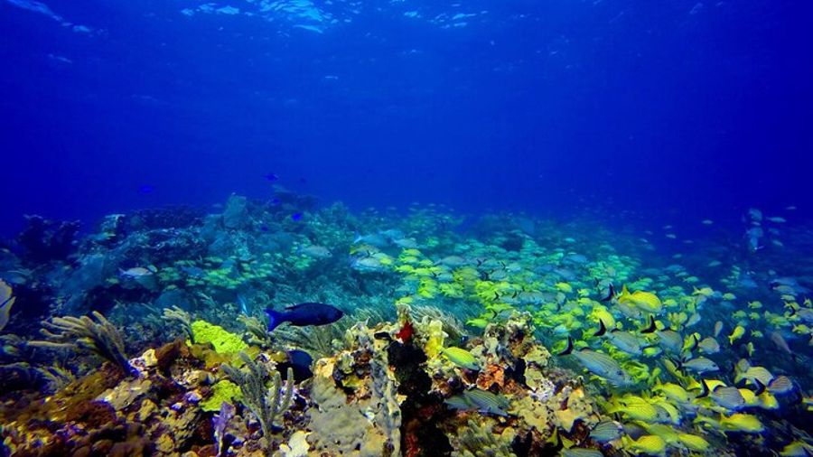 Isla Mujeres Diving for Absolute Beginners (Discover Scuba)
