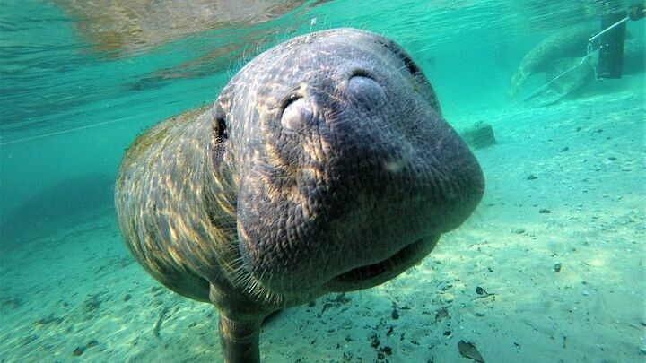 Kings Bay Small-Group Manatee-Spotting Boat Tour & Snorkeling