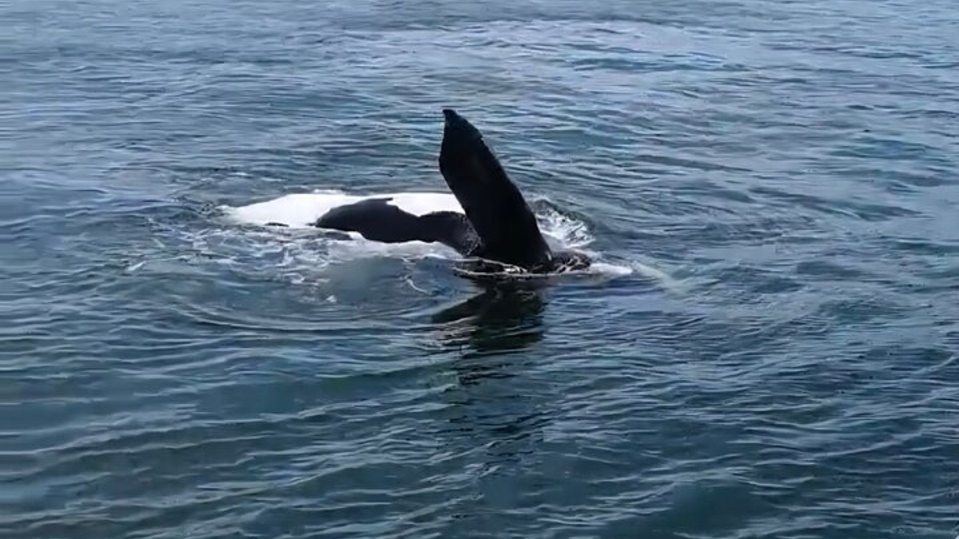 Cape Town Whale Watching Activity in Hermanus