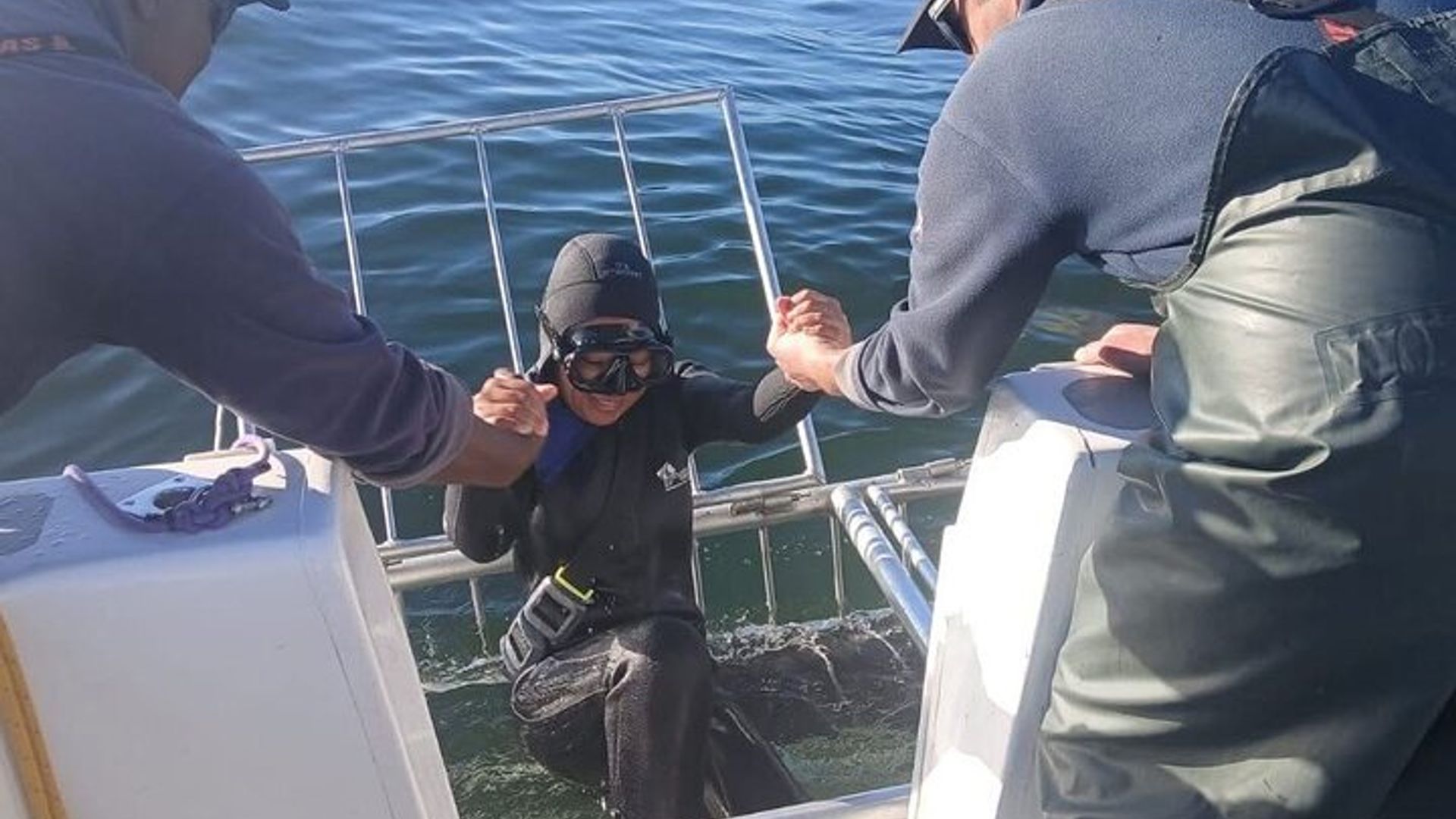 Shark Cage Diving Adventure CAPE TOWN (Almuerzo y transporte incluido)