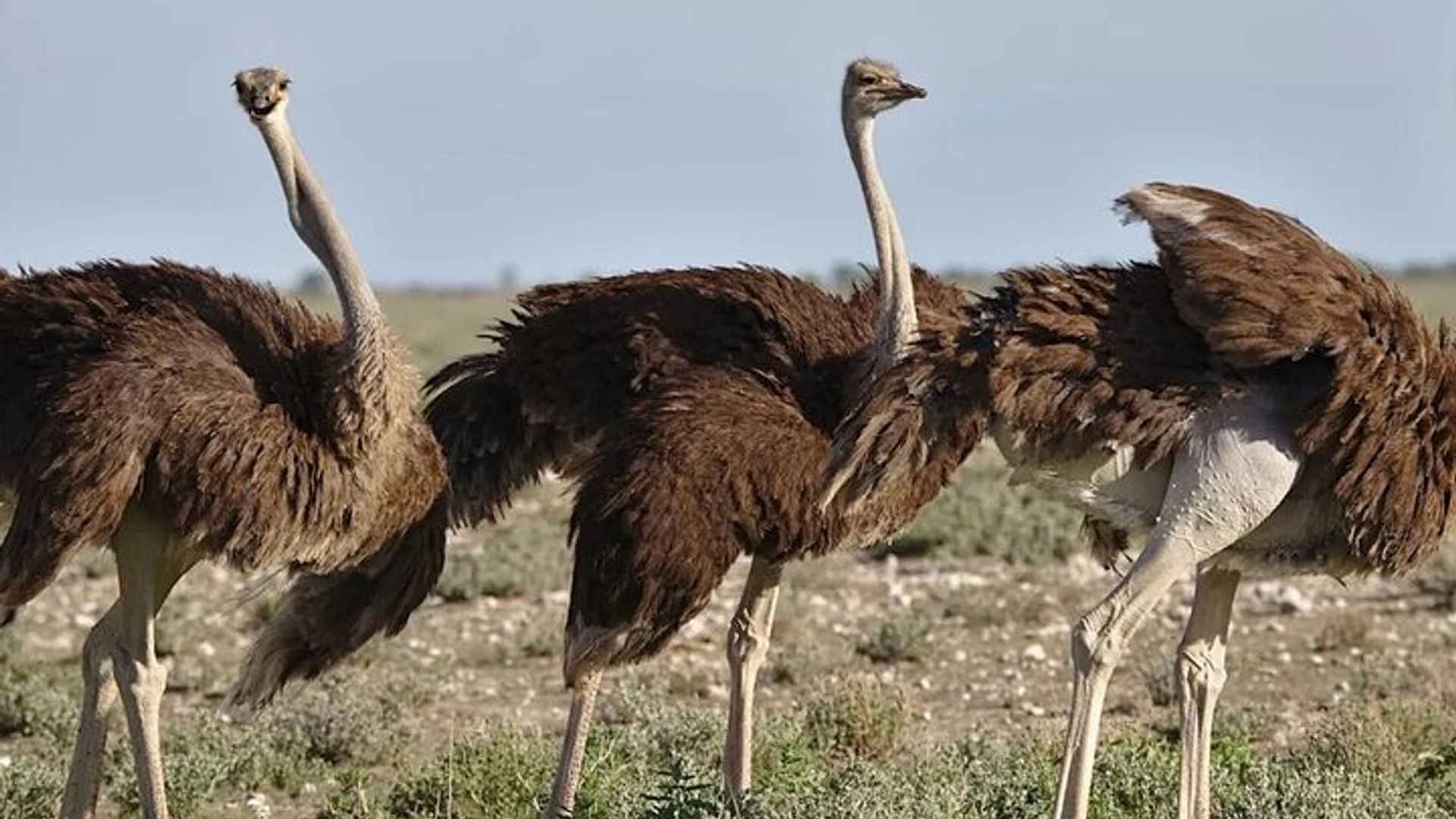 Safari Aventure de 7 jours au départ du Cap