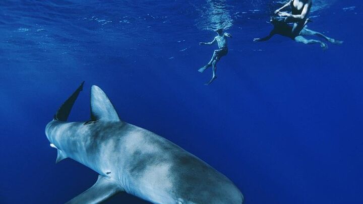 Pelagic Shark Dive Tour