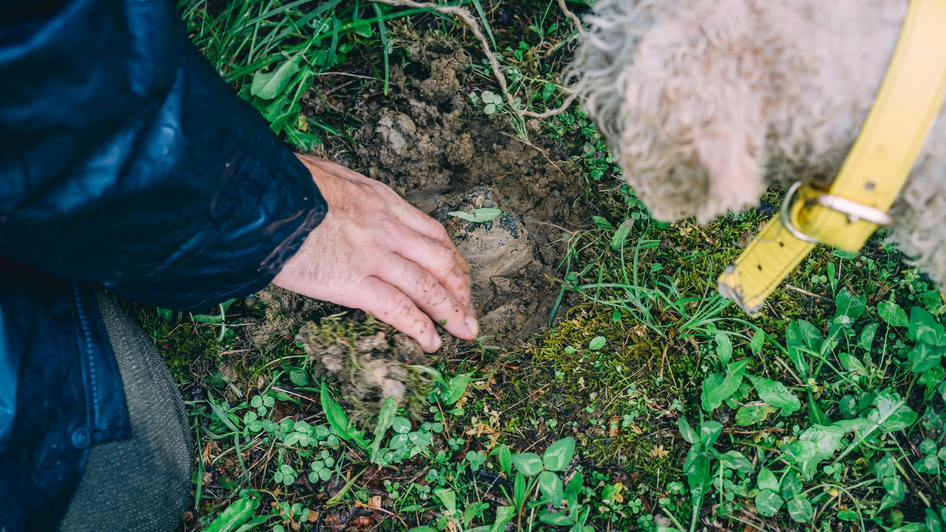 Demostración de caza de trufas burdeos y degustación de trufas