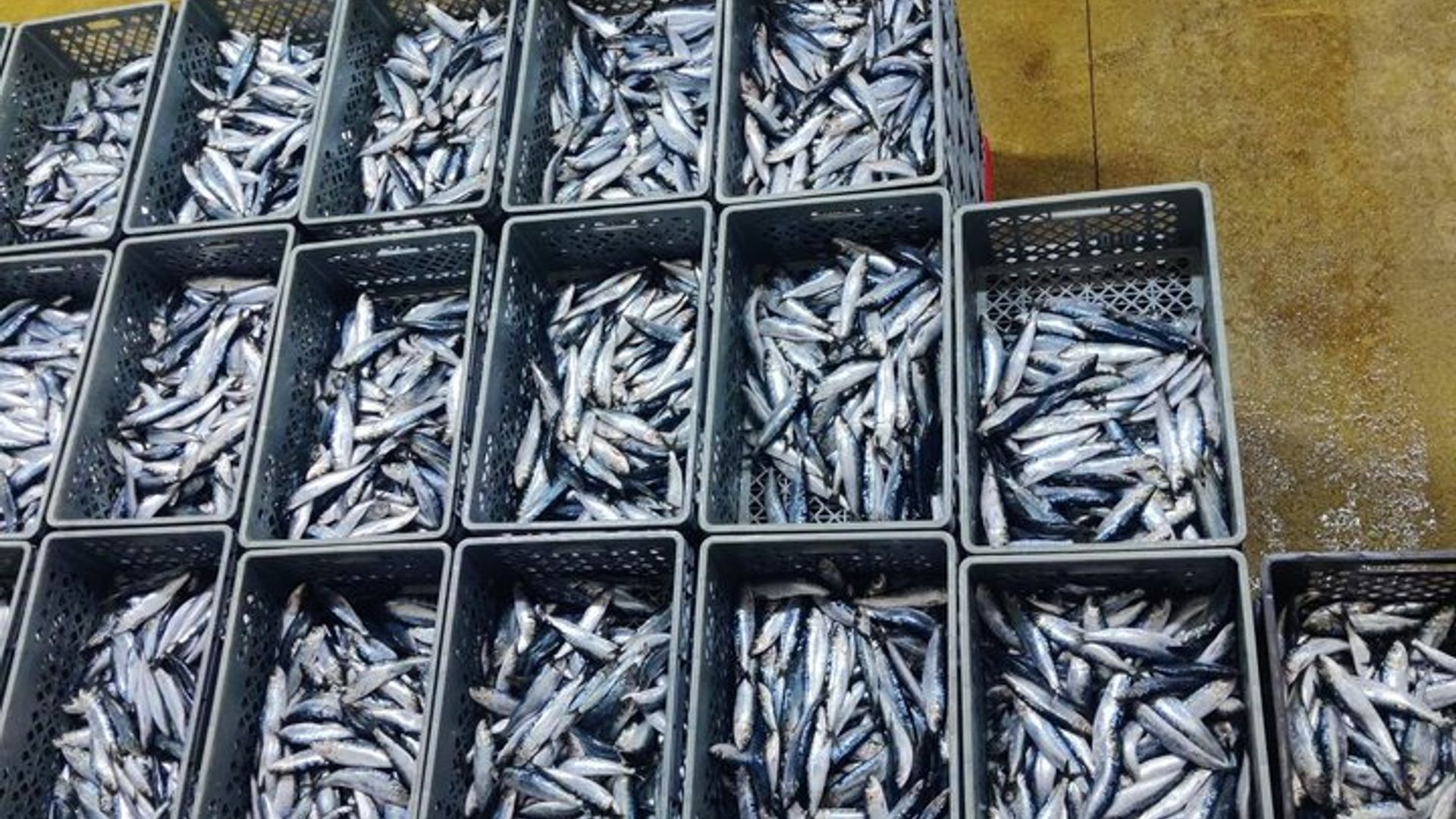 Experiencia privada de pescado con almuerzo en el mercado desde Oporto