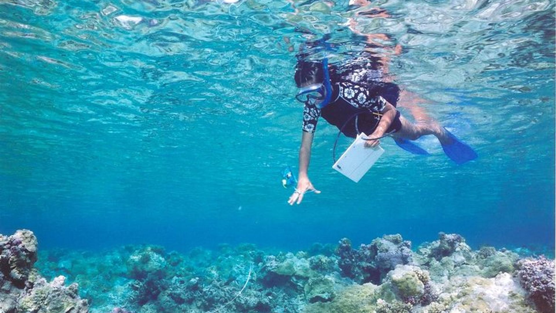 Seahorse Observation