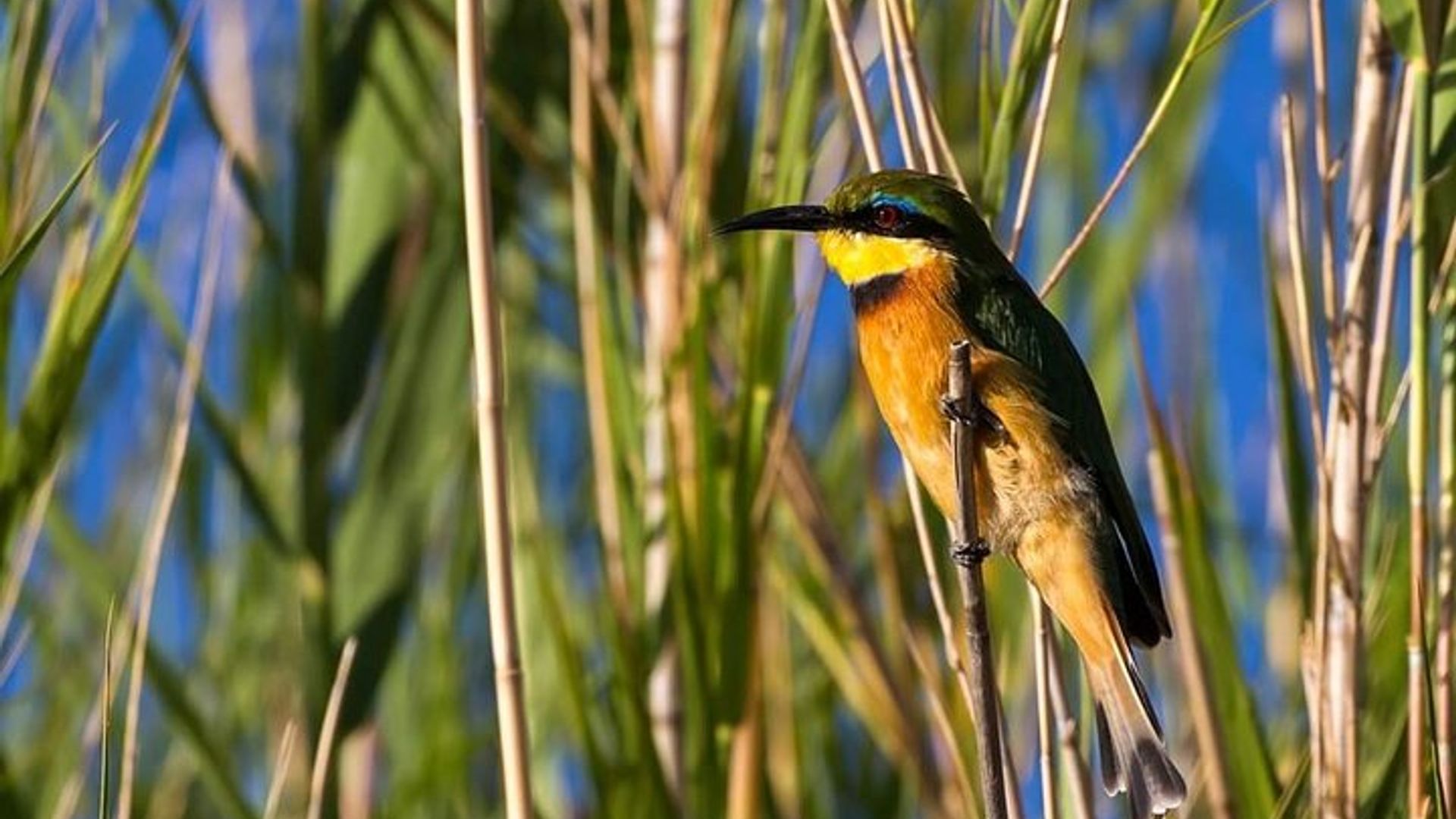 ทัวร์อุทยานแห่งชาติ Pilanesberg เต็มวันพร้อมไกด์ (ประสบการณ์ซาฟารี)