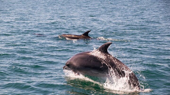 Portimão : 2.5 hours — Dolphins Watching — Biologist on Board