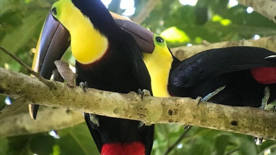 Manuel Antonio National Park Guided Tour with Ticket Included