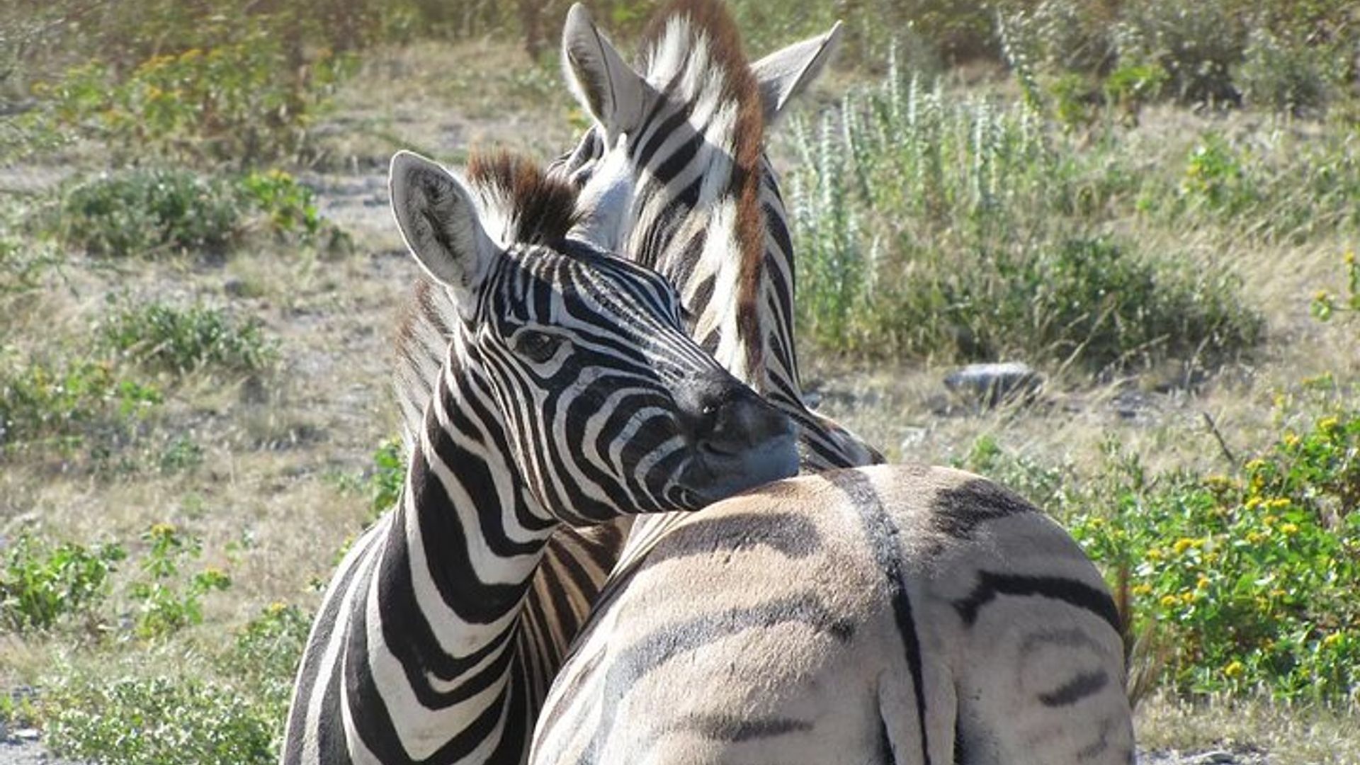 8 Days Mighty Zambezi Expediton in Victoria Falls & Hwange Safari