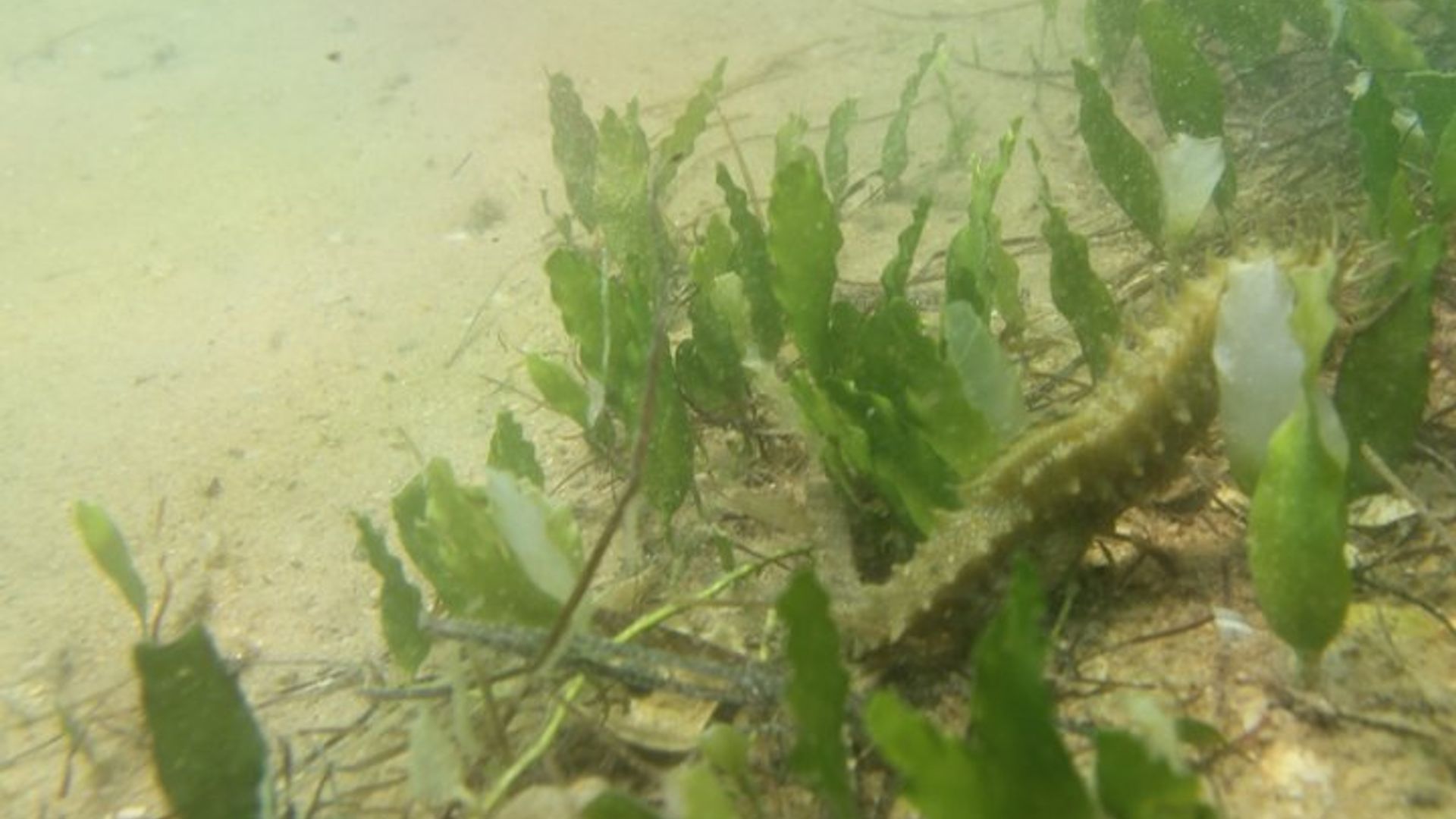 Seahorse Observation