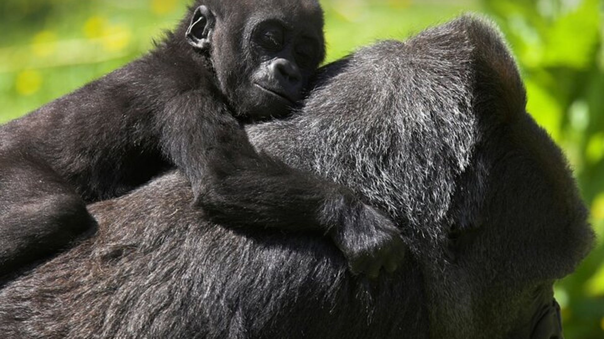 3 Ijoro ry'ingagi zo mu misozi muri Misty Bwindi Uganda